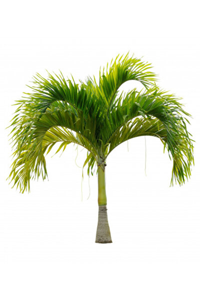 larosee Ficus Palm 140