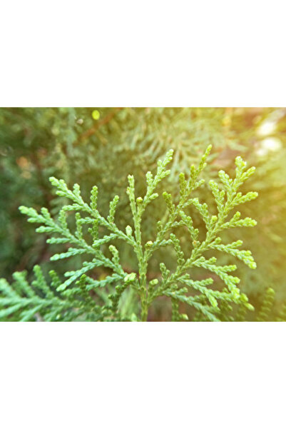 larosee Italian Sarwa Perfume