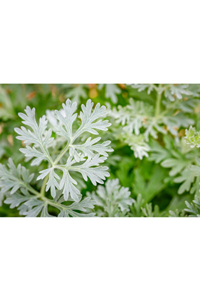 larosee Wormwood - Artemisia absinthium