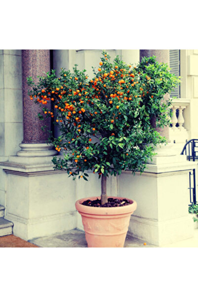 larosee Royal Orange