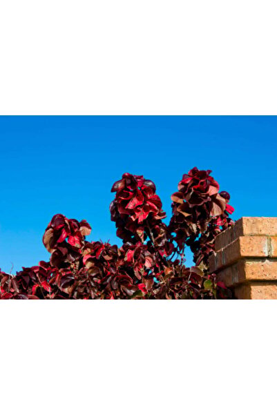 larosee Aqualivia 91010