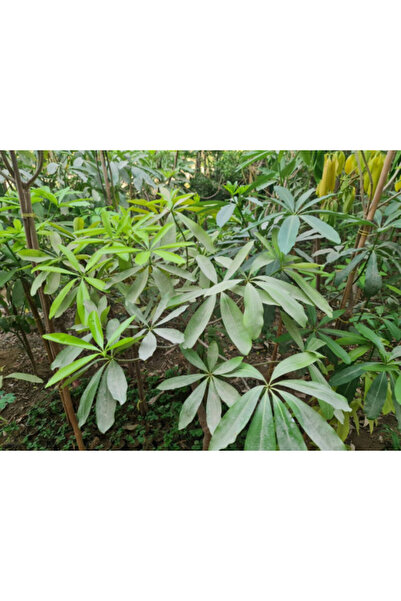 larosee Alstonia Scholaris Board Tree