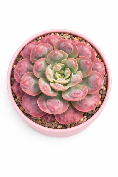 Mialys Premium Seri | Sukulent Echeveria Raindrops Yağmur Damlası – 12 cm Ara...
