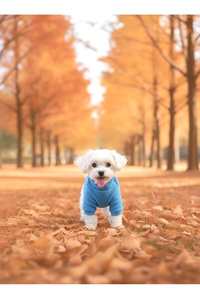 Lokums ملابس الكلاب من ويلسوفت، سترة أساسية ناعمة من القطيفة للكلاب