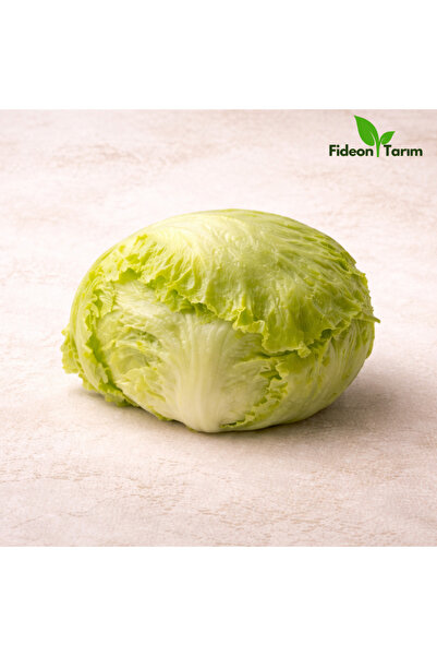 Fideon Iceberg Marul Fidesi | Bahçe ve Saksıya Uygun – 5 Adet