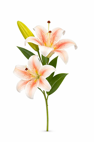 OEM Crin artificial alb cu accente bordo, 2 flori, boboc și frunze, 35 cm