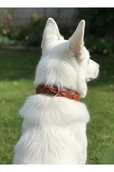 balkonda طوق للكلاب قابل للتعديل للسلالات المتوسطة والكبيرة، عرض 3 سم، مصنوع ...