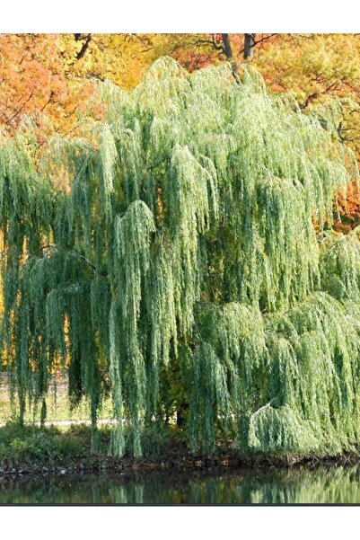 Sal SALKIM SÖĞÜT AĞACI FİDANI