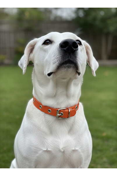 balkonda Dog Collar Adjustable Small & Tiny, Medium and Large Breed 1.5cm Wid...