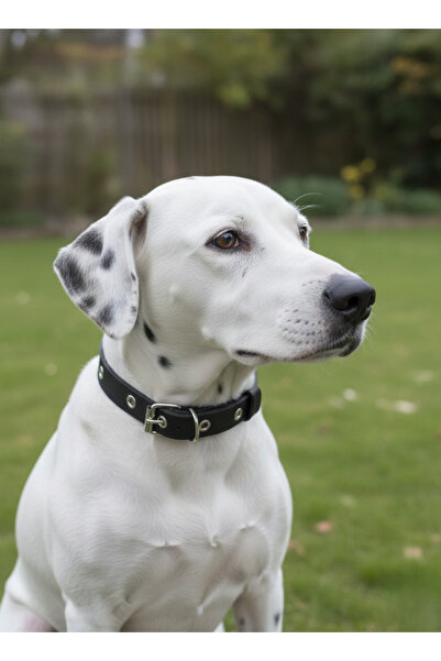 balkonda Dog Collar Adjustable All Breeds 1.5 cm Width Leather