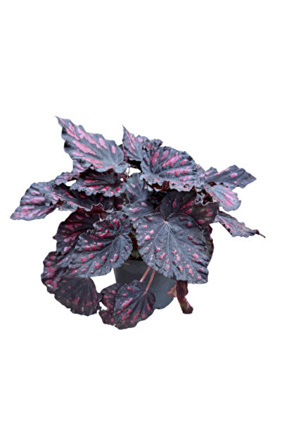 Betonish Begonia Rex 'Etna' (Begonya Çiçeği)
