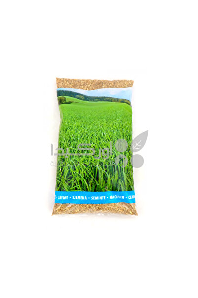 BARENBRUG بذور عشب داتش سيفن 1 كجم