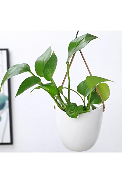 Arabest Hanging Planter, Hanging Ceramic Plant Pots with Strap,Decorative Pla...