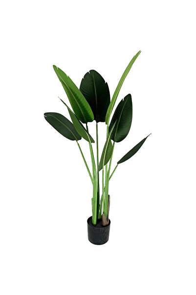 OEM Bananier traveler 120cm