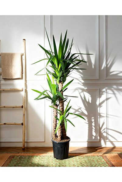 gardenkoala Yuka Bitkisi Üç Gövdeli – Yucca elephantipes – 30-60-90 cm