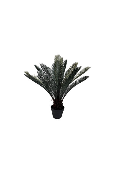 OEM Palmier Sago Cycas 80cm