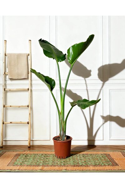 gardenkoala Starliçe (Cennet Kuşu Çiçeği) – Strelitzia nicolai – Tek Gövdeli,...
