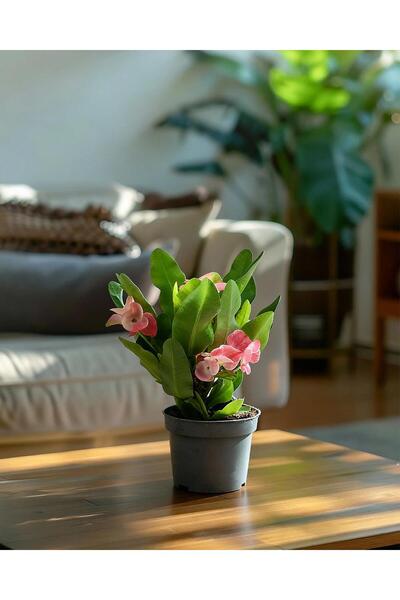 gardenkoala Dikenler Tacı Bitkisi- Euphorbia Milii 10,5 cm Saksı