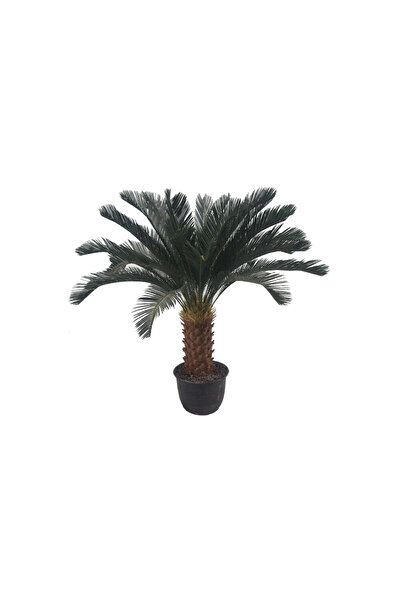OEM Palmier Sago Cycas 125cm
