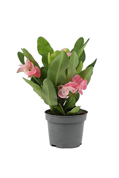 gardenkoala Dikenli Taç – Euphorbia milii 10.5 cm Saksı