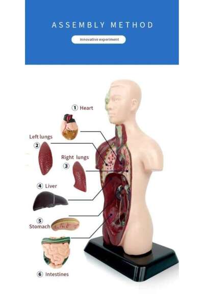 TeTea Образователна играчка Tetea, STEM комплект, модел на човешки торс, 25 см