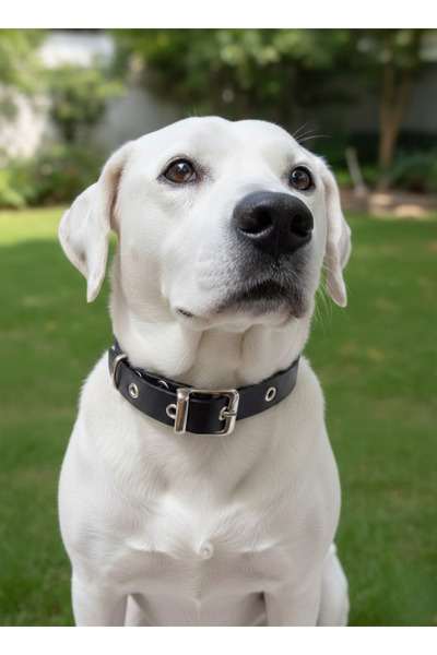 balkonda Dog Collar Adjustable Small, Medium and Large Breed 2.5cm Width Leather