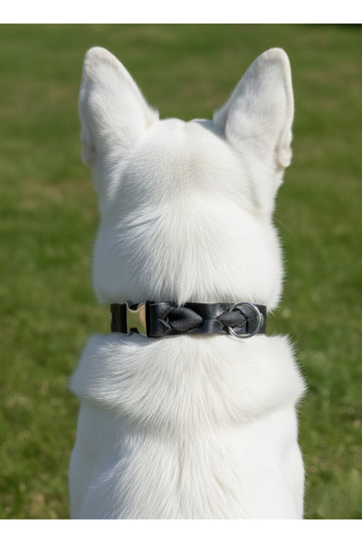 balkonda Dog Collar Adjustable Small & Medium & Large Breed 2.5cm Width Leather