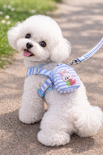 mastercat Backpack Bunny Harness + Travel Strap Set