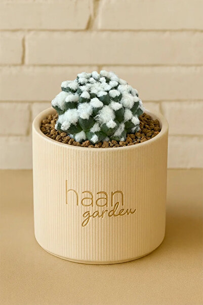 haan garden Mammillaria bucareliensis cv. Erusamu / Kaktüs