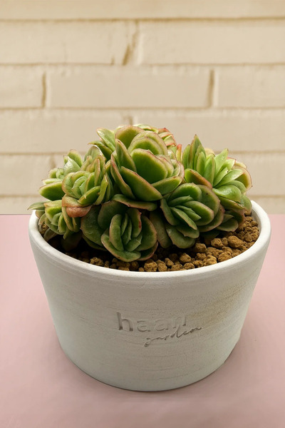 haan garden Echeveria Ice Rose