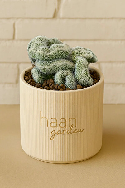 haan garden Mammillaria Perbella Cristat / Kaktüs