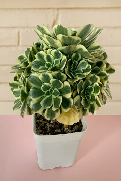 haan garden Aeonium Ssp