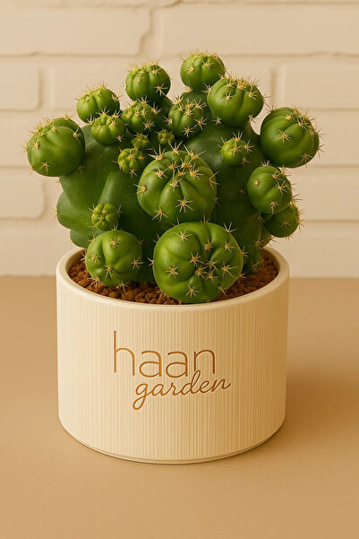 haan garden Gymnocalycium Green Marble / Kaktüs