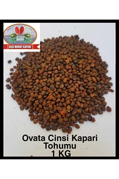 Kapari Tohumu Ovata Cinsi 1 kg