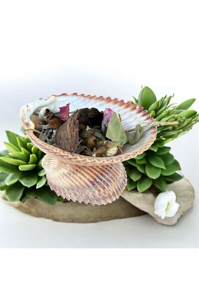 Foça Bitkisel Ürünler Doğal Hediyelik GERÇEK DENİZ KABUĞU SUNUM (TÜTSÜLÜK, MU...