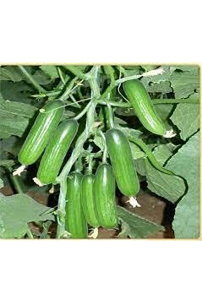 Köy Tohumları 30 Adet Tohum Nadir Badem Salatalık Tohumu Organik Çıtır Salata...