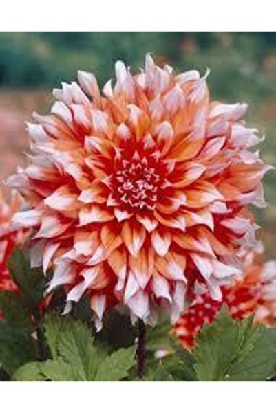 Köy Tohumları 20 Adet Tohum Dev Hollanda Dehlia Çiçeği Yıldız Çiçeği Tohumu S...