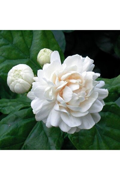 Genel Markalar Büyük Saksıda Kokulu Katmerli Full Yasemin Çiçeği Boy 70-90 Cm