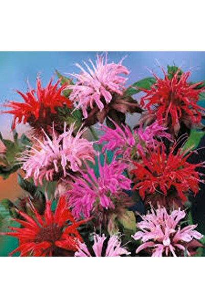 Köy Tohumları 10 Adet Tohum Nadir Bulunan Kırmızı Bergamot Çiçeği Tohumu Saks...