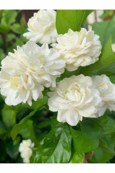 Gardenbox Parfüm kokulu iç mekan (YASEMİN) çiçeği 1 adet 20-25cm