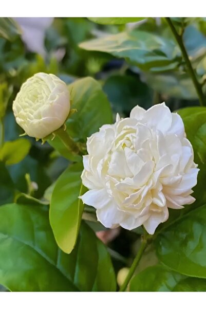 Gardenbox İç mekan yasemin çiçeği parfüm kokulu minik 20-25 cm 1 adet