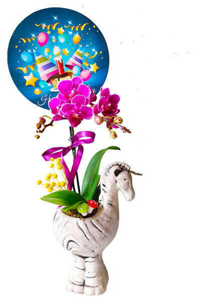 çiçekseli Mini Mor Orkide Zebra Seramik Saksıda Doğum Günü Kartlı Canlı Bitki...