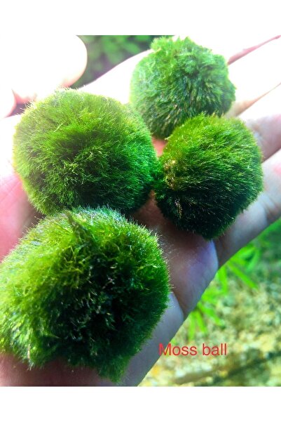 ADA Moss Ball Marimo Yosun Topu 5 adet alana + 1 adet hediye