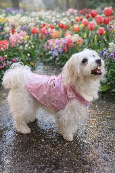 GedyCo Shiny - Vest (Fleece Lined)