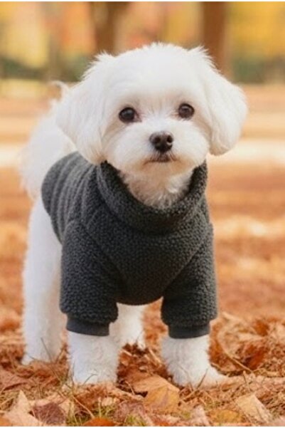 Lokums ملابس الكلاب من ويلسوفت، سترة أساسية ناعمة من القطيفة للكلاب