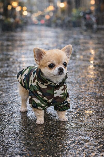 GedyCo Green Camouflage Polarlı Küçük Irk Köpek Yağmurluğu