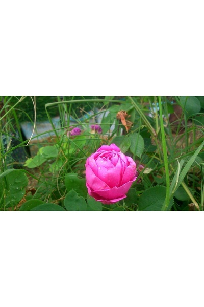 Zambak Yediveren Isbarta gülü (Şam gülü, Damask rose, Reçellik gülü)