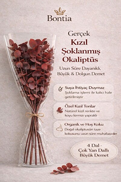 Bontia Şoklanmış Gerçek Büyük Okaliptüs Demeti ve Cam Vazo Seti – Kızıl Renk ...