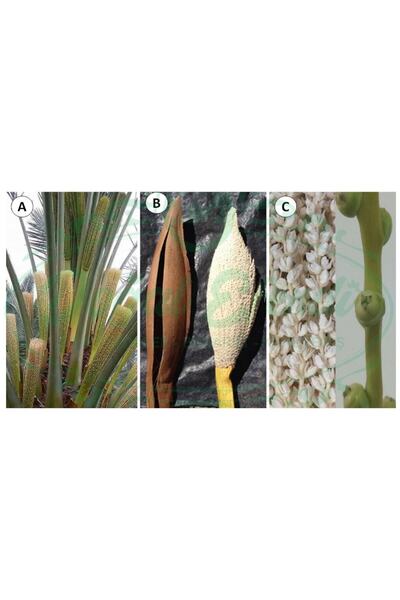 doğal efendi şifalı bitkiler-baharat-kuruyemiş Hurma Poleni (PREMİUM) 1. Kali...