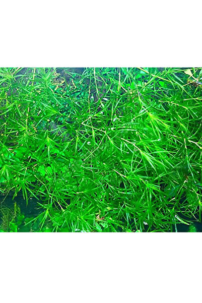 GreenPetShop & Akvaryum Egeria Najas Lepistes Otu 5 Dal Kolay, Kum Gerekmeyen...
